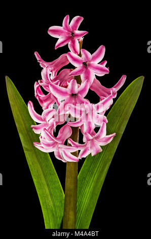 Fleur de jacinthe rose, isolé sur fond noir Banque D'Images