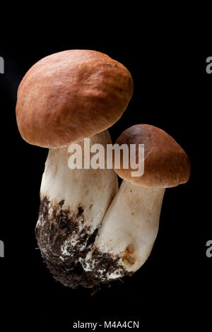 Studio photo d'une paire de cep ou penny bun, champignons Boletus edulis, sur un fond noir. Hampshire England UK GO Banque D'Images