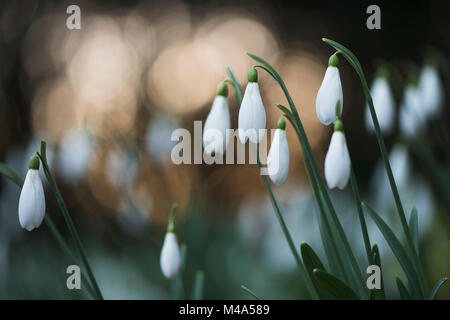 Perce-neige (Galanthus nivalis), Allemagne Banque D'Images