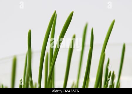 Jeunes pousses germées de l'avoine pour les chats dans l'hiver pour améliorer la digestion et comme une source de vitamines et d'enzymes. herbe verte avec des gouttes de la rosée Banque D'Images