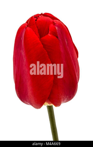 Fleur de tulipe rouge close-up, isolé sur fond blanc Banque D'Images