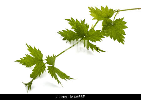 Les jeunes pousses de houblon, isolé sur fond blanc Banque D'Images