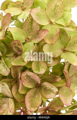 Arrière-plan de fleurs de l'hortensia close-up Banque D'Images