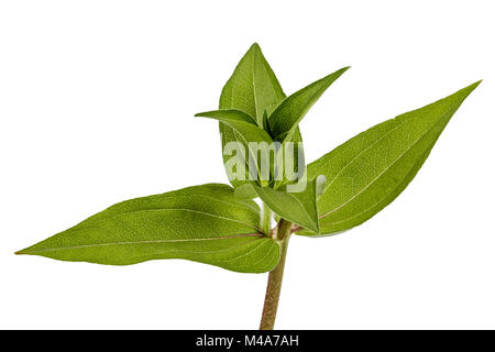 Feuilles vertes de fleur, isolé sur fond blanc Banque D'Images