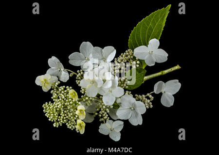 Fleurs d'hortensia, isolé sur fond noir Banque D'Images