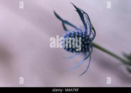 Macro d'une fleur de chardon bleu Eryngium unique Banque D'Images