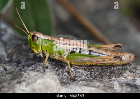 Sauterelle Chorthippus paralellus (pré) Banque D'Images