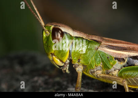 Sauterelle Chorthippus paralellus (pré) Banque D'Images