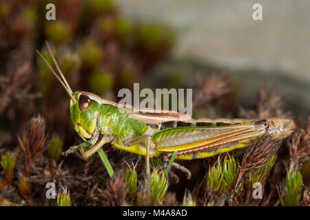 Sauterelle Chorthippus paralellus (pré) Banque D'Images