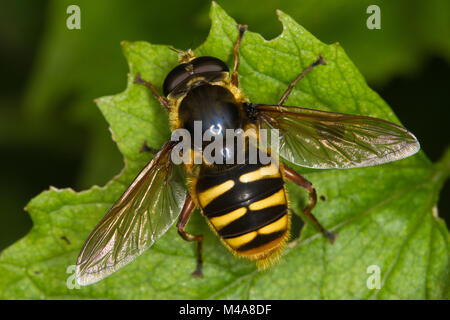 Sericomyia silentis, un WASP-imiter hoverfly, reposant sur une feuille Banque D'Images