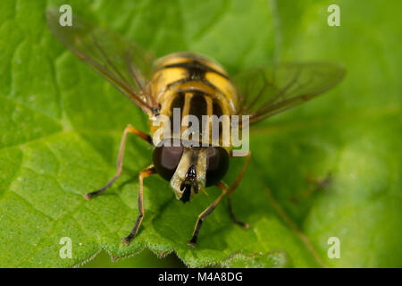 Helophilus pendulus hoverfly reposant sur une feuille Banque D'Images