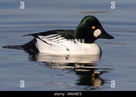 Homme d'or (Bucephala clangula) nager sur l'eau calme Banque D'Images