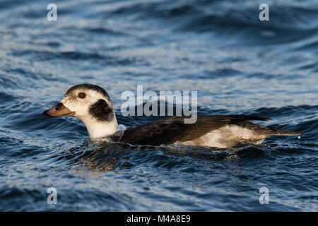 Premier homme de l'hiver le harelde kakawi (Clangula hyemalis) nager sur un lac intérieur Banque D'Images