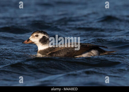 Premier homme de l'hiver le harelde kakawi (Clangula hyemalis) nager sur un lac intérieur Banque D'Images