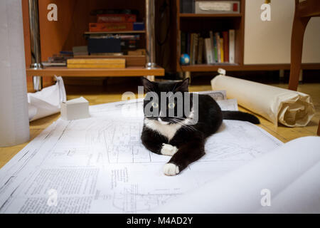 Chat noir et blanc est allongé sur disposés sur le sol des dessins. Banque D'Images
