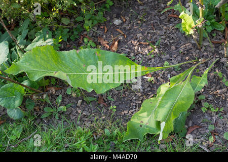 La société Alant, grundständige Blätter, Grundblätter Helenenkraut,, Inula helenium, Grande aunée, Scabwort, guérir, Marchalan Banque D'Images