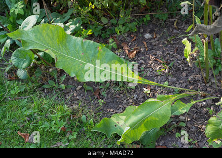 La société Alant, grundständige Blätter, Grundblätter Helenenkraut,, Inula helenium, Grande aunée, Scabwort, guérir, Marchalan Banque D'Images