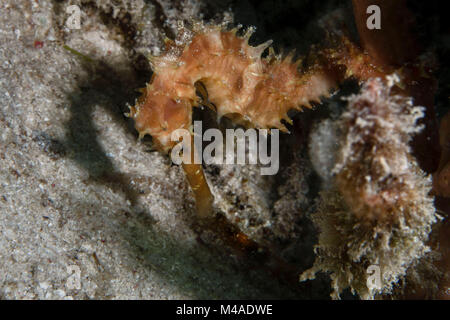 Hippocampe hippocampe épineux épineux/(Hippocampe histrix) près de l'île de Panglao, Philippines Banque D'Images