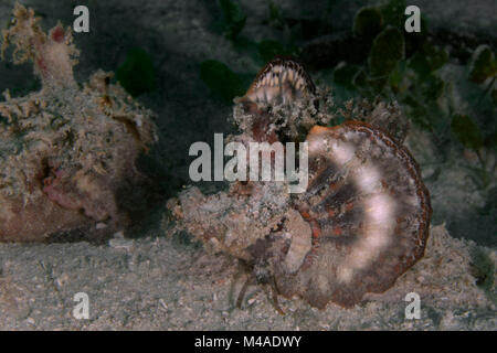 Daemon stinger (Inimicus didactylus) près de l'île de Panglao, Philippines Banque D'Images