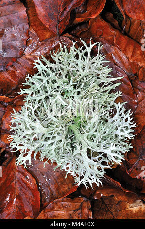 Mousse de lichen Evernia (Punastri) dans la New Forest, Hampshire, Angleterre Banque D'Images