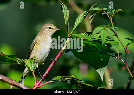 Pouillot fitis Banque D'Images