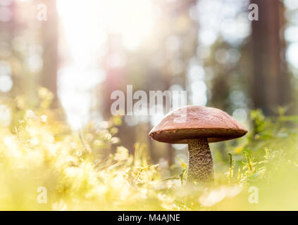 Champignons bruns dans les bois. Champignon au milieu d'arbres et l'herbe dans la forêt. Soleil qui brille. À tiges rugueuses, bolets scaber traquer ou bolet du bouleau. Banque D'Images