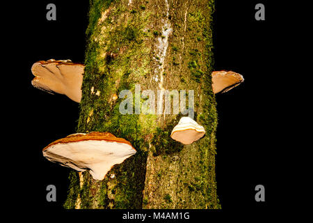 Champignon Fomes fomentarius, Amadou, Banque D'Images