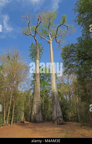 Les baobabs (Adansonia sp) géants dans la Forêt Forêt Ampijoroa Ankarafantsika, Gare, Parc national de Madagascar Novembre Banque D'Images