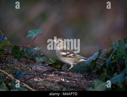 Chaffinch Fringilla coelebs femelle,,perché sur log, dans le jardin. Le Lancashire, Royaume-Uni Banque D'Images