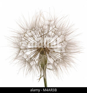 Tragopogon pratensiss close-up, isolé sur fond blanc Banque D'Images