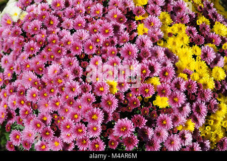 Chrysanthemum frutescens, Syn. Argyranthème, Marguerite daisy Banque D'Images