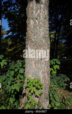 Acer pseudoplatanus, Bergahorn, Sycamore maple, tronc Banque D'Images