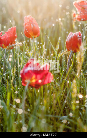 Dans le champ de tulipes sauvages Banque D'Images