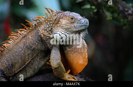 Iguane vert homme posant avec couleur d'accouplement Banque D'Images