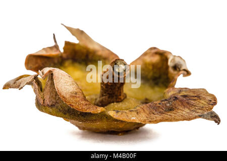 Feuilles séchées de fruits de kaki, isolé sur fond blanc Banque D'Images