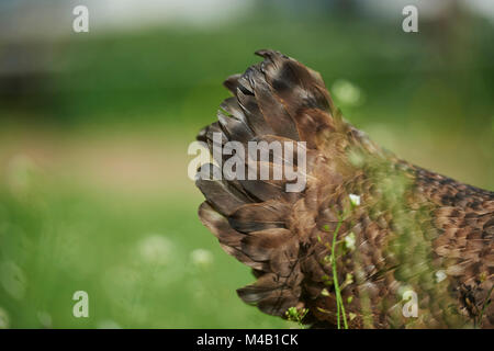 Les volailles domestiques, Gallus gallus domesticus poule,la queue,plumage,,close-up Banque D'Images