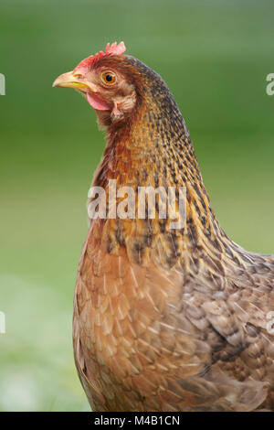 Les volailles domestiques, Gallus gallus domesticus poule,,portrait,meadow,stand Banque D'Images