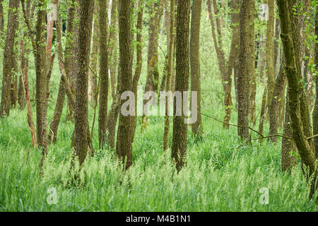 Bois,paysage,Black,aulne Alnus glutinosa,printemps Banque D'Images