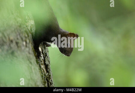 L'écureuil roux (Sciurus vulgaris),melanistic animal,l'écureuil roux,en,ligne,Stuttgart Baden-Wurttemberg, Allemagne Banque D'Images