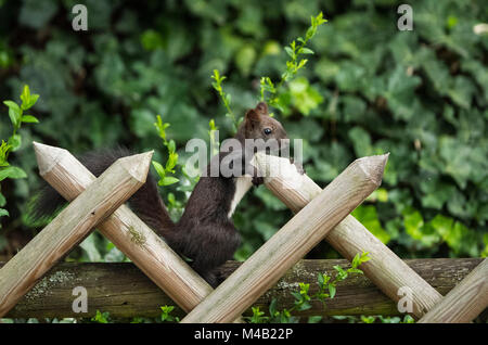 L'écureuil roux (Sciurus vulgaris),melanistic animal,l'écureuil roux, rustique,clôture,Stuttgart Baden-Wurttemberg, Allemagne Banque D'Images