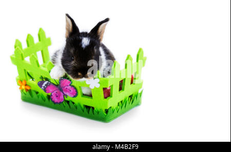 Lapin de Pâques dans un panier Banque D'Images