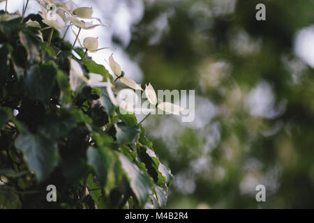 Arbre cornouiller floraison en juin, Banque D'Images