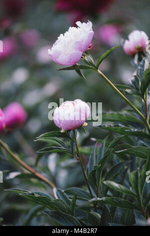 Les Pivoines en fleurs dans le jardin en juin, Banque D'Images