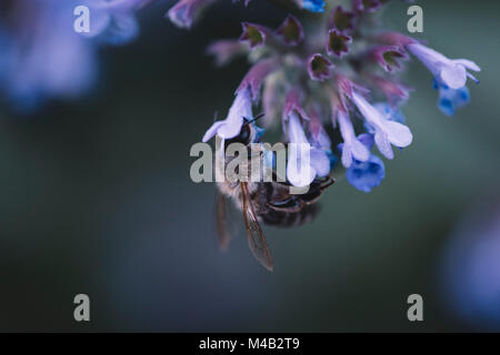 Les bourdons et les abeilles à l'œuvre, Banque D'Images