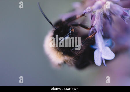 Les bourdons et les abeilles à l'œuvre, Banque D'Images