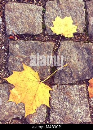 Norway maple, Acer platanoides,feuilles tombées sur la chaussée pavée Banque D'Images