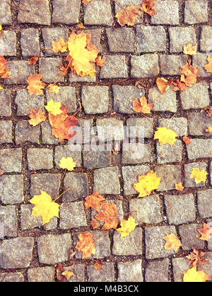 Norway maple, Acer platanoides,feuilles tombées sur la chaussée pavée Banque D'Images