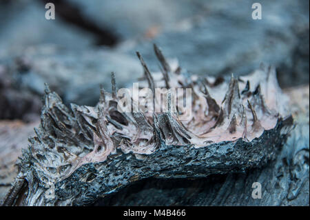 Lave froide après une éruption du volcan Tolbachik,Russie,Kamchatka Banque D'Images