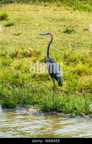 Héron goliath (Ardea goliath),Parc national Queen Elizabeth,l'Ouganda,Afrique Banque D'Images