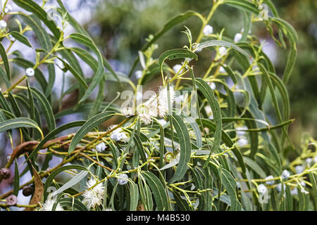 LABILLl Eucalyptus, Eucalyptus globulus, Australie Banque D'Images